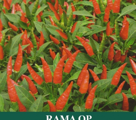 Cabe Rawit RAMA
