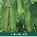 Ketimun AMANDA