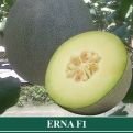 Melon Hibrida ERNA