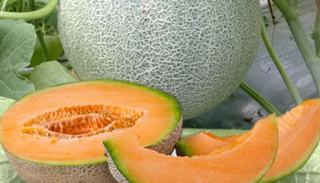 Melon Hibrida ERNI