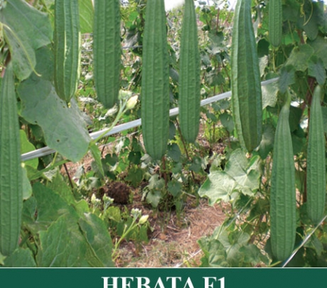 Oyong Hibrida HEBATA