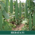 Oyong Hibrida HEBATA