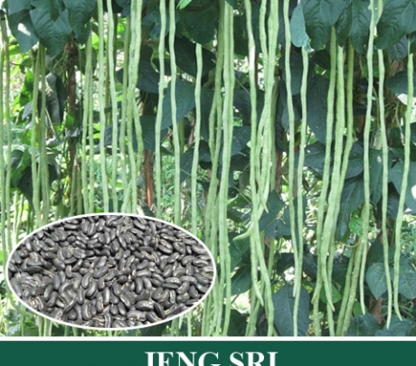 Kacang panjang JENG SRI