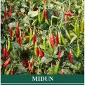 Cabe Rawit MIDUN