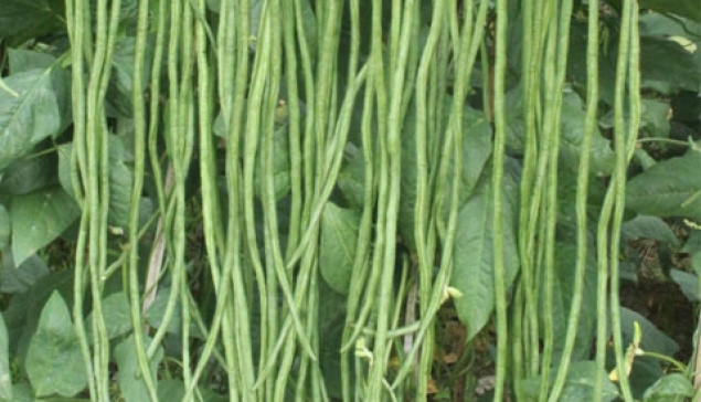 Kacang Panjang RUMANA