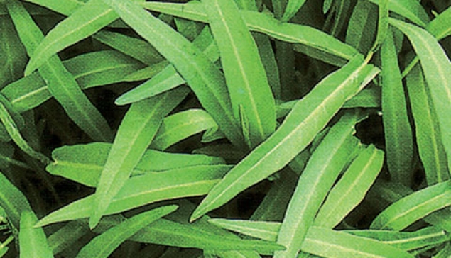 Kangkung Tipe Daun Sempit SERUNI