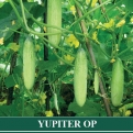 Ketimun YUPITER
